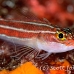 triplefin_striped_hd_lan_h_0043_tha0359.jpg